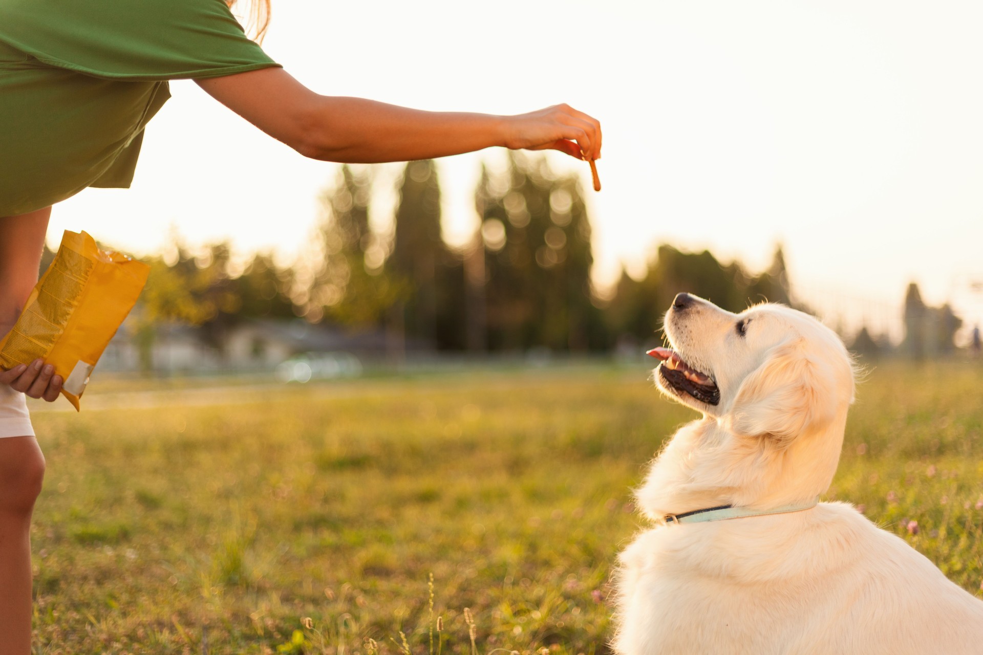 Training dog