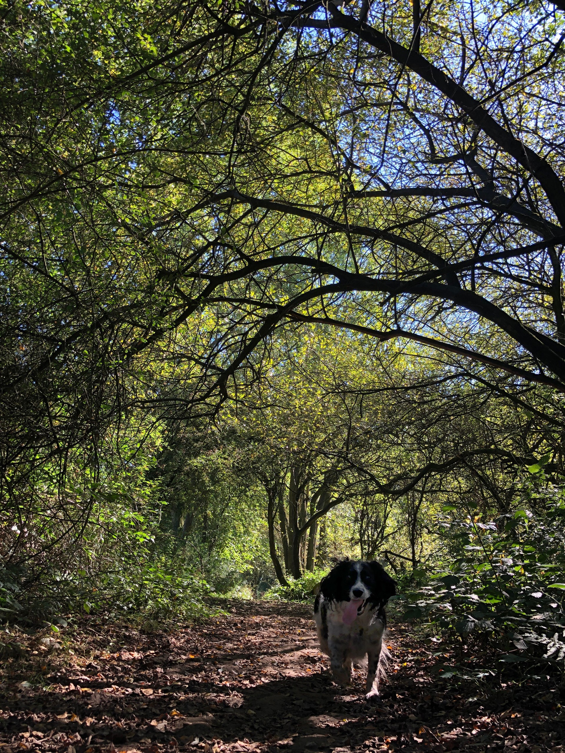 Springer Spaniel dog walking on a public footpath in a woodland on a sunny day in September, North Yorkshire, England, United Kingdom